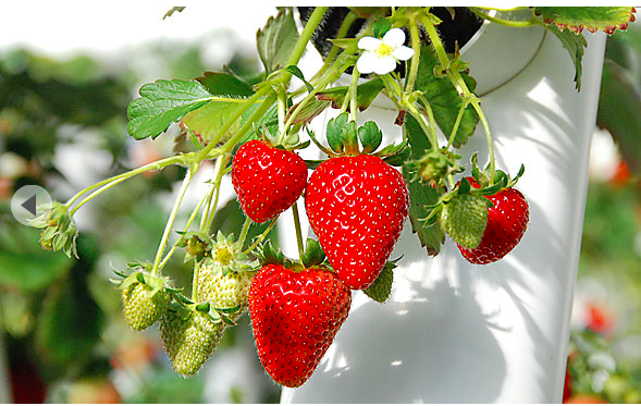 http://www.motherfarm.co.jp/harvest/mikaku/strawberry.php